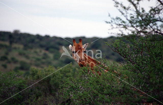 Giraffe (Giraffa camelopardalis spec.)