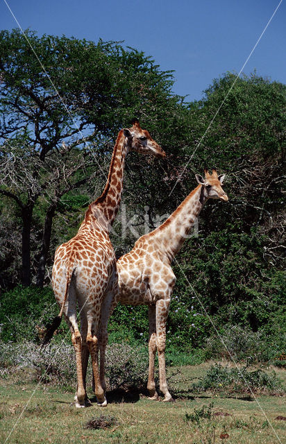 Giraffe (Giraffa camelopardalis spec.)