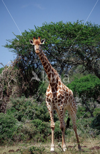 Giraffe (Giraffa camelopardalis spec.)