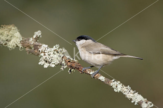 Marsh Tit (Parus palustris)