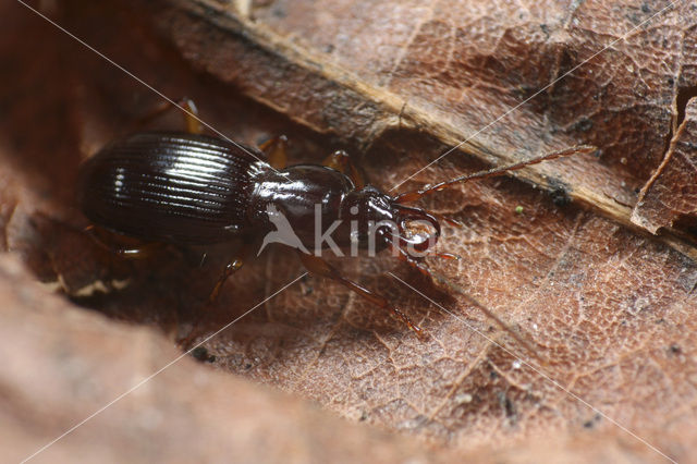 Stomis pumicatus