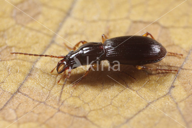 Stomis pumicatus