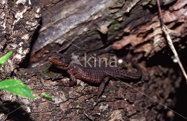 Sungazer Lizard (Cordylus spec)