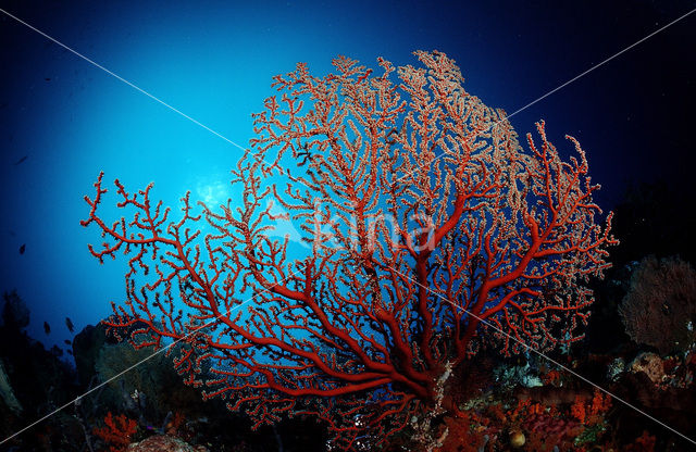 Two-colored sea fan