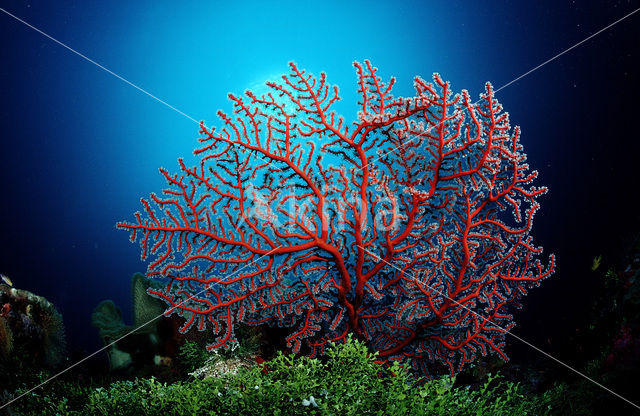 Two-colored sea fan