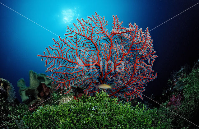 Two-colored sea fan