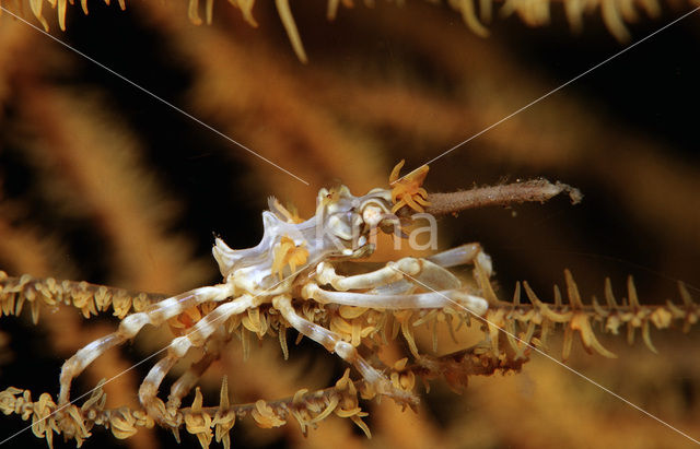 Gorgonian Crab (Xenocarcinus tuberculatus)