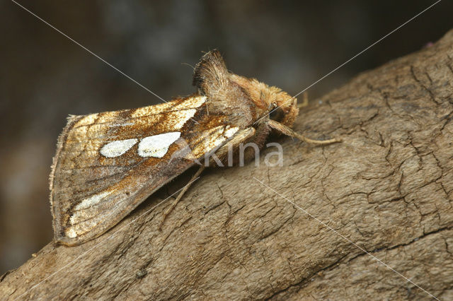 Goudvenstertje (Plusia festucae)