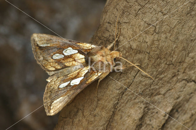 Goudvenstertje (Plusia festucae)