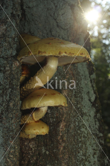 Goudvliesbundelzwam (Pholiota aurivella)