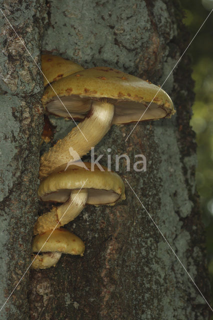 Goudvliesbundelzwam (Pholiota aurivella)