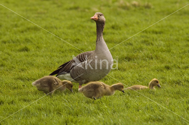 Grauwe Gans (Anser anser)