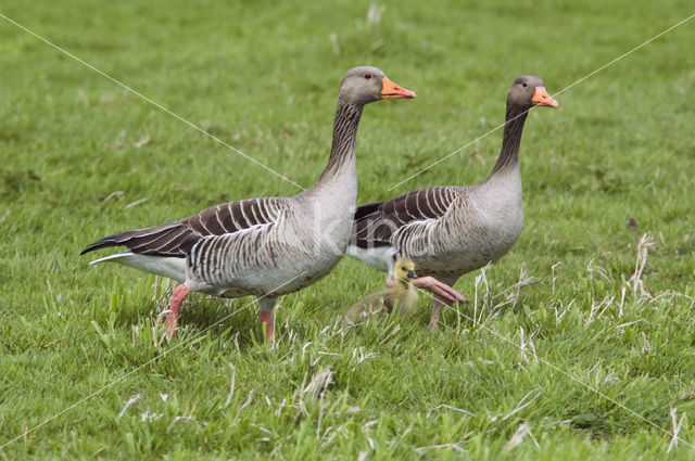 Grauwe Gans (Anser anser)