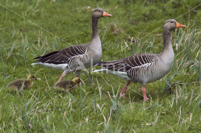 Grauwe Gans (Anser anser)