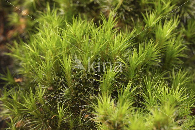 Heath Star Moss (Campylopus introflexus)