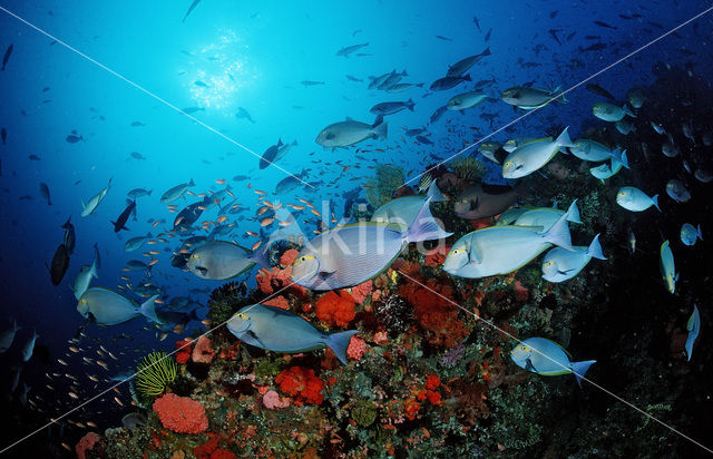 Elongate surgeonfish (Acanthurus mata)