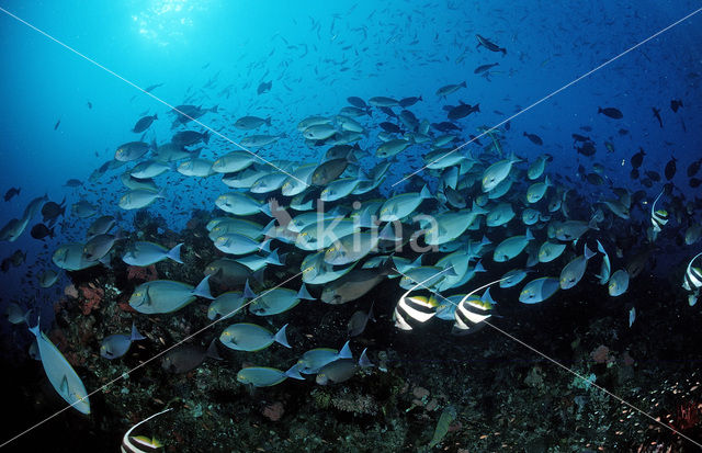 Elongate surgeonfish (Acanthurus mata)