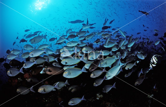 Elongate surgeonfish (Acanthurus mata)