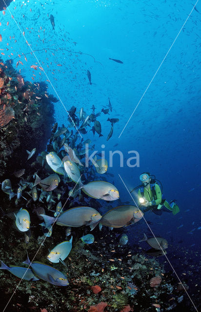 Grijze doktorsvis (Acanthurus mata)