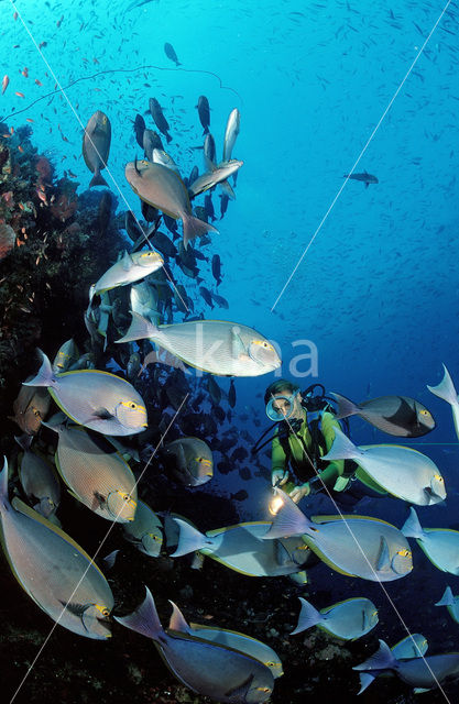 Grijze doktorsvis (Acanthurus mata)