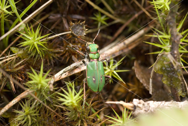 Groene zandloopkever (Cicindela campestris)