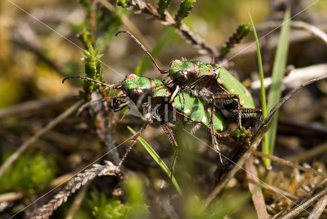 Green Tiger Beetle (Cicindela campestris)