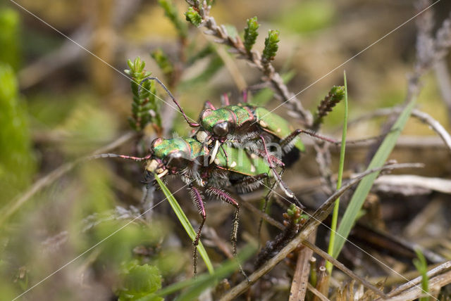 Green Tiger Beetle (Cicindela campestris)