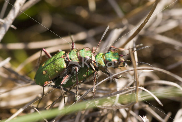 Green Tiger Beetle (Cicindela campestris)