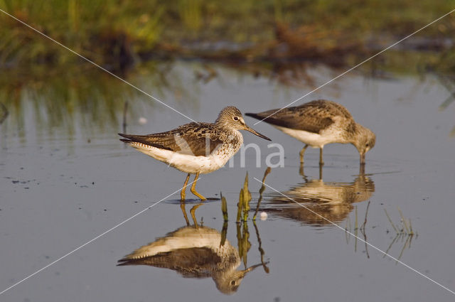 Groenpootruiter (Tringa nebularia)