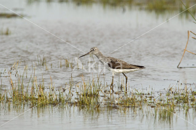 Groenpootruiter (Tringa nebularia)