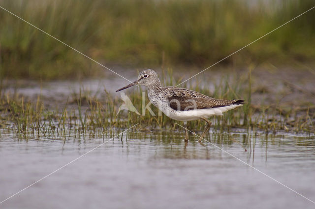 Groenpootruiter (Tringa nebularia)