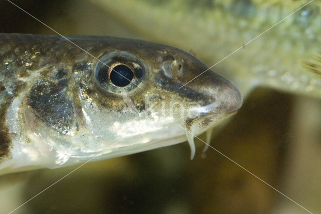 Gudgeon (Gobio gobio)