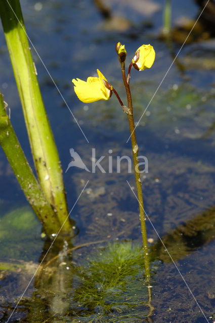 Greater Bladderwort (Utricularia vulgaris)