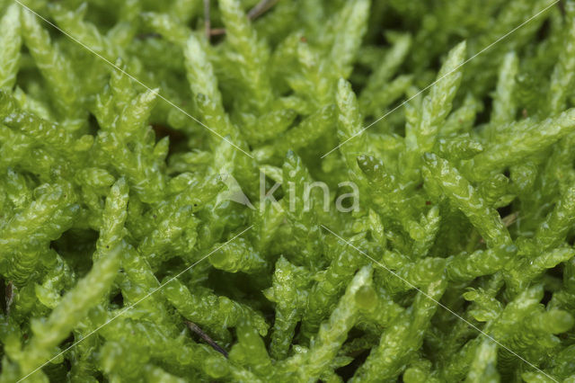 Neat Feather-moss (Pseudoscleropodium purum)