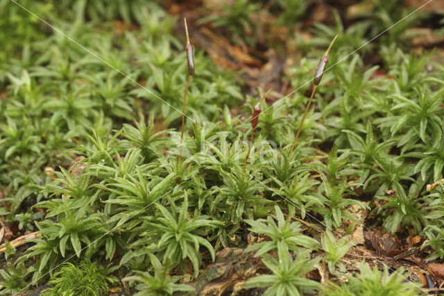 Common Smoothcap (Atrichum undulatum)