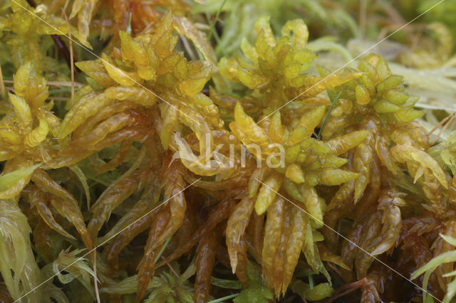 Cow-horn Bog-moss (Sphagnum denticulatum)