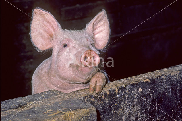 Groot Yorkshire varken (Sus domesticus)