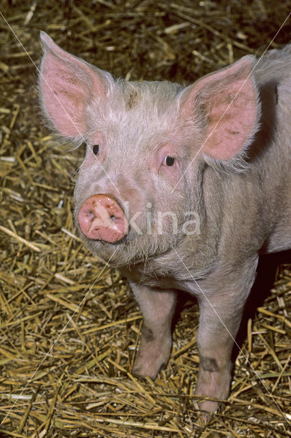 Groot Yorkshire varken (Sus domesticus)