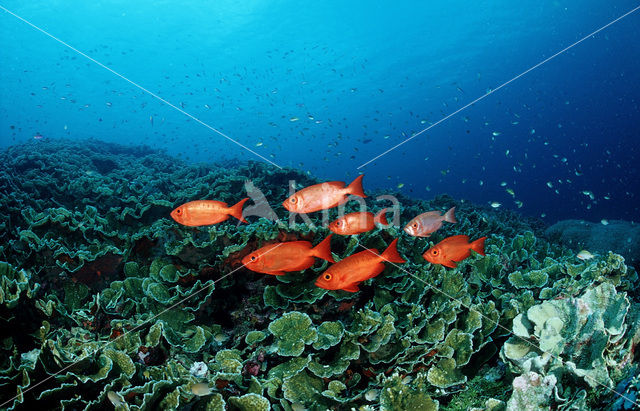 Cressent-tail bigeye (Priacanthus hamrur)