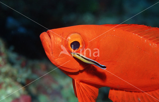 Cressent-tail bigeye (Priacanthus hamrur)