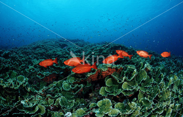 Cressent-tail bigeye (Priacanthus hamrur)