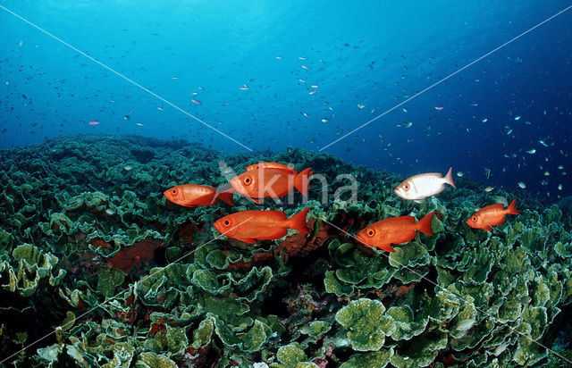 Cressent-tail bigeye (Priacanthus hamrur)