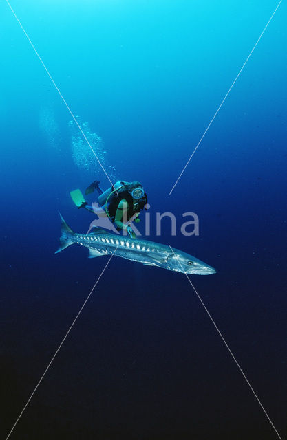 Grote Barracuda (Sphyraena barracuda)
