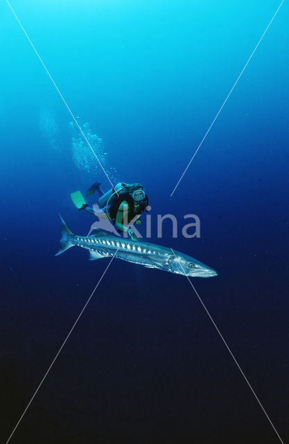 Great barracuda (Sphyraena barracuda)