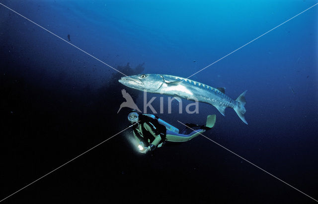 Great barracuda (Sphyraena barracuda)