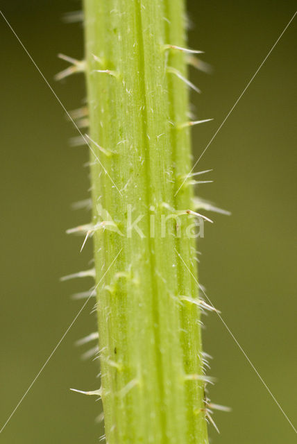 Stinging Nettle (Urtica dioica)