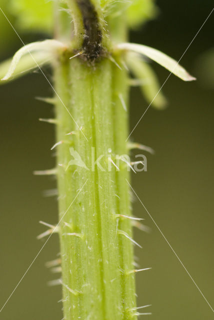 Grote brandnetel (Urtica dioica)