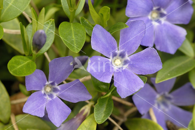 Grote maagdenpalm (Vinca major)