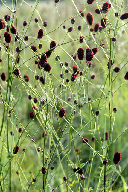 Greater Burnet (Sanguisorba officinalis)