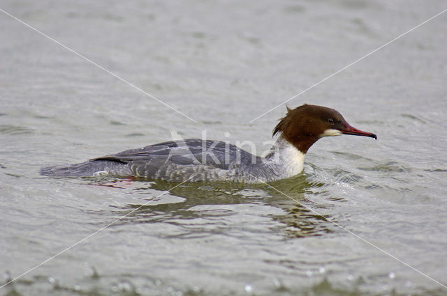 Grote Zaagbek (Mergus merganser)